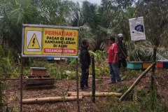 Photo-Lebah-Madu-Beringin_1