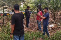 Photo-Lebah-Madu-Beringin_2
