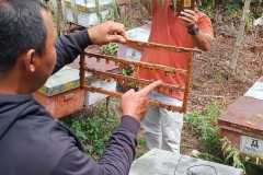 Photo-Lebah-Madu-Beringin_3