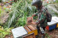 Photo-Lebah-Madu-Beringin_4