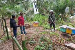 Photo-Lebah-Madu-Beringin_5