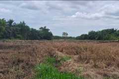 Demplot Budidaya Padi Ladang
