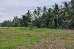 Lokasi-lahan-Padi-Ladang-Desa-Temiang_1