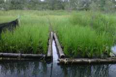 Sawah-apung